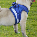 Reflective Safety Dog And Cat Harness With Leash